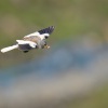 Penkavak snezny - Montifringilla nivalis - White-winged Snowfinch 0706